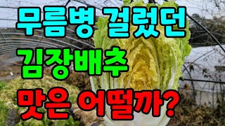 60일된 김장배추/ 속이 얼마나 찼을까요?/속이 꽉찬 김장배추로 키우기