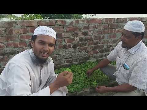 পুদিনা পাতা চাষ পদ্ধতি ও প্রয়োজনীয়তা