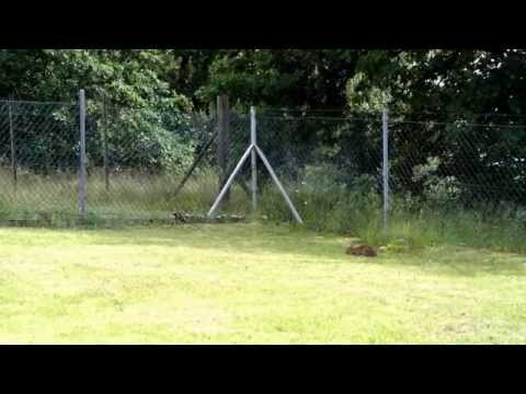 Der Hasenmäher HASI5000