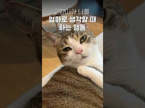 고양이가 나를 엄마로 생각할때 어떤 행동을 할까요~?