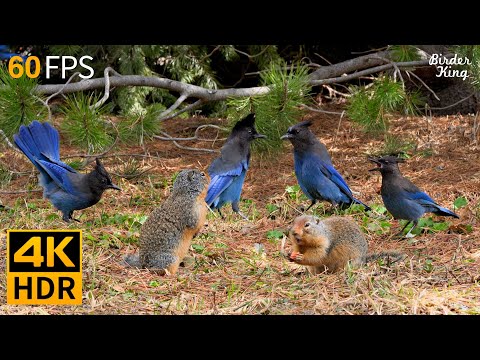 Cat TV for Cats to Watch 😺 Pretty Birds and Squirrels 🐿 8 Hours 4K HDR 60FPS