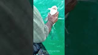 Download lagu Kemari Fishing 2022/ Day/Night Bottom Fishing mp3 Download lagu Kemari Fishing 2022/ Day/Night Bottom Fishing mp3
