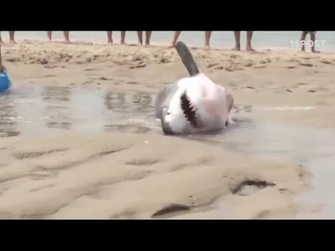 Fabulous rescue of a Great White Shark stuck on the beach