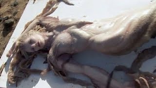 20 Avistamientos de Sirenas Reales Captadas en Cámara