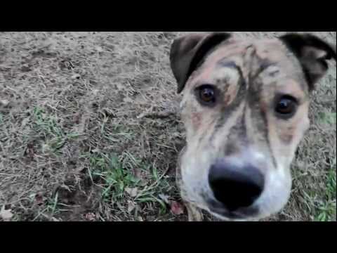 Brandy **ADOPTED**, an adopted Pit Bull Terrier & Shepherd Mix in Bolton, CT_image-1