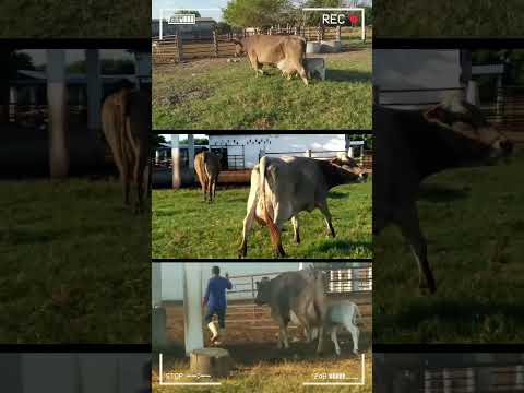 , title : 'Brown Swiss Dairy Cattle | Bigegst Bulls And Cows  #cows #bulls #browswiss'
