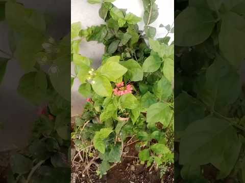 Colorful Flowers || Rose Garden  Happy Garden || Many Mud roja||Jasmine ||Beautiful Flowers