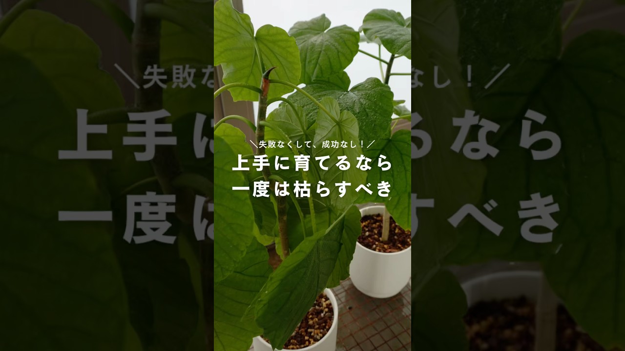上手に育てたいなら、一度は枯らすべき #観葉植物