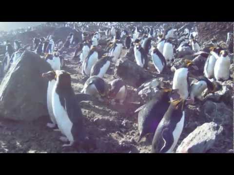 Tučniak zlatovlasý (Eudyptes chrysolophus) — kolónia Zavodovski, South Sandwich Islands