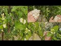 Mogra Flowers In My Garden Jasmine Flower Harvesting In Home How To Grow Mogra Flower