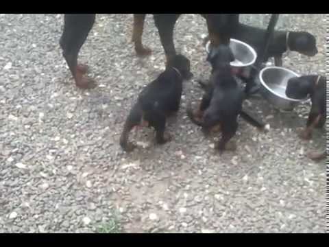 BB - CH F'Willow-Pathos du Reflet des Songes x Arrbass Najat-5