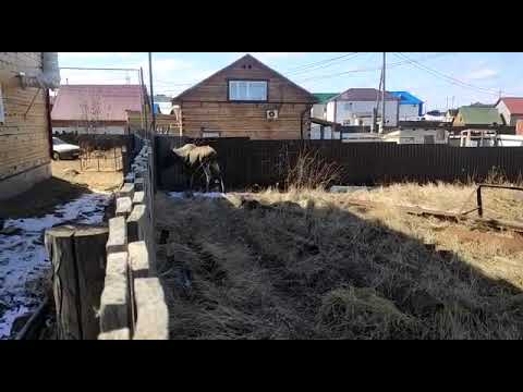 Спасение лося. Животное, забредшее в город Якутск, поймали и отпустили на волю