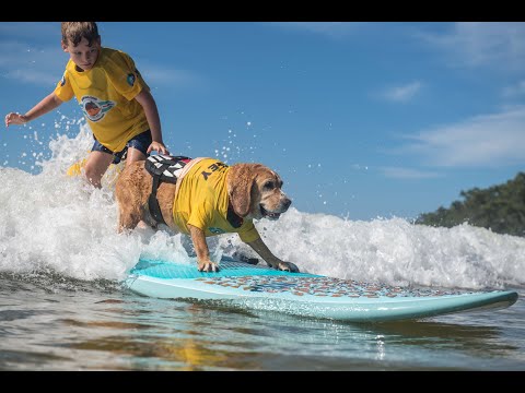 ON POINT Ep1 - SURFING DOGS at the Noosa Festival of Surfing