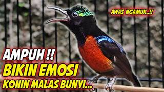 Download lagu KONIN GACOR FULL MATERI ROLL TEMBAK MEWAH !! PANCINGAN KOLIBRI NINJA BAHAN AGAR CEPAT NEMBAK ISIAN mp3 Download lagu KONIN GACOR FULL MATERI ROLL TEMBAK MEWAH !! PANCINGAN KOLIBRI NINJA BAHAN AGAR CEPAT NEMBAK ISIAN mp3