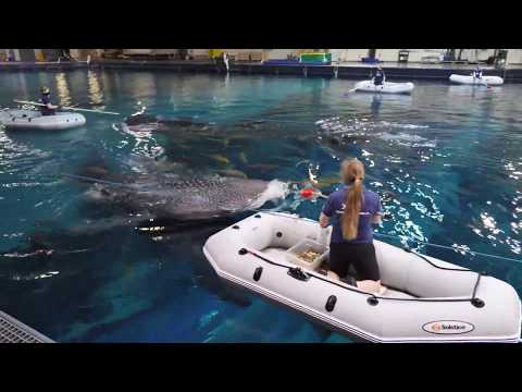 Field Trip Friday: Whale Shark Feed