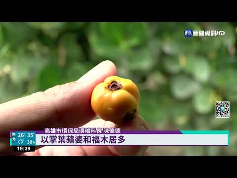 不只掌葉蘋婆 高雄"行道樹們"開花飄惡臭