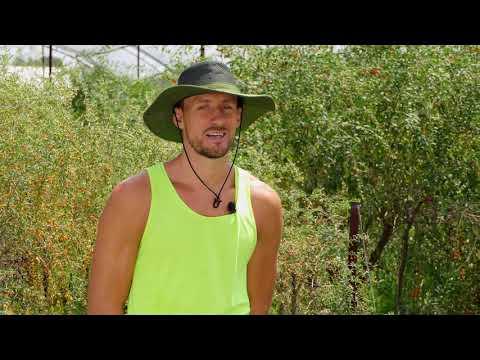 Biram selo ep. 98 04.08.2021. Godži, godži bobice, Niš, Palilula, Nemanja i Nikola Jovanović