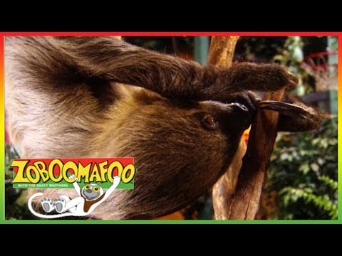 🐢 Zoboomafoo 248 | Buddies | Animal shows for kids | Full Episodes | HD 🐢