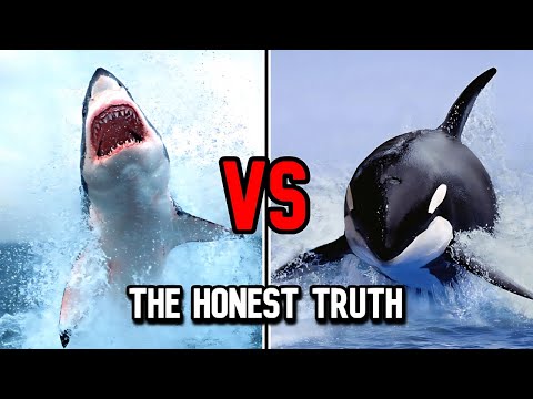 Great White Shark vs Killer Whale | Who Is The King Of The Ocean?