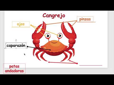 Partes del Cangrejo