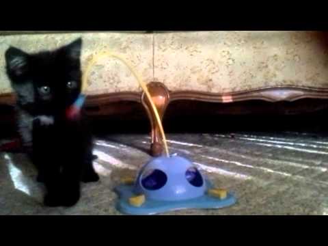 Shaylee the Kitten Plays