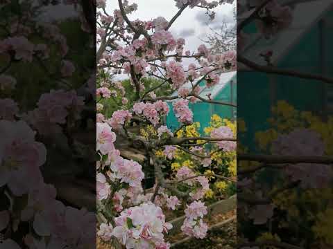 Our apple tree 😍 #apple #appletree #flowers #allotment #garden #happygarden #grow #growfood #happy