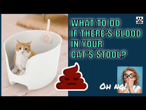 WHAT TO DO IF THERE'S BLOOD IN YOUR CAT'S STOOL l V 36