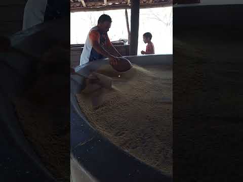 🏡🌾 Derrubando a Primeira Fornada de Farinha d’Água na Cruz do Lourenço, Reriutaba Ceará! 🔥🥣
