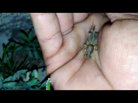 download lagu mp3 mp4 Paquinha, download lagu Paquinha gratis, unduh video klip Paquinha
