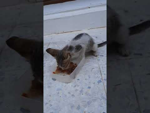 Feeding Straycat😇 Happy Friday Everyone | Melita Vlogs