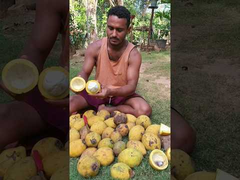 Impossível não gostar dessa fruta chamada bacuri