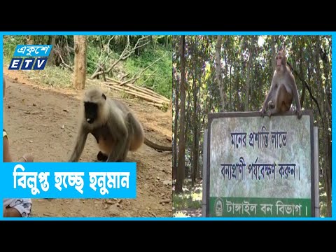 খাবার সংকটে হনুমানকূল