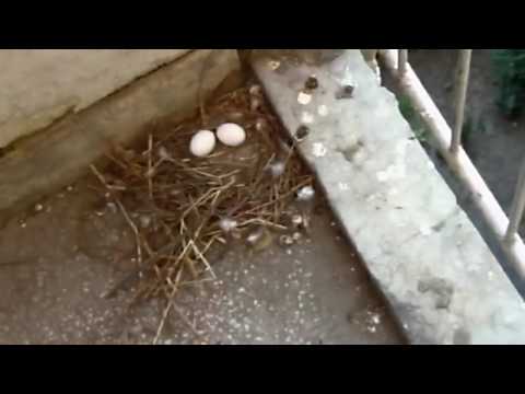 Om ce isi arunca bicicleta de la etajul 6