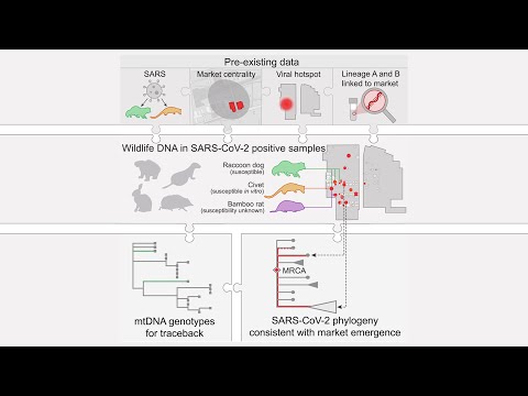 New Evidence: Live Animals at Huanan Market at Early COVID-19 Pandemic