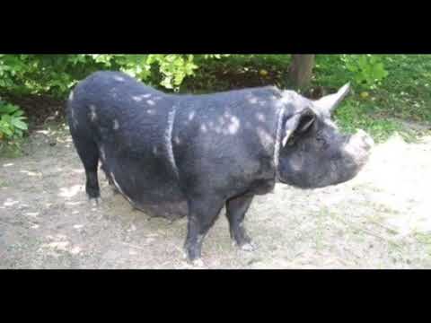 , title : 'Chato Murciano Pig | Facts, History & Characteristics'