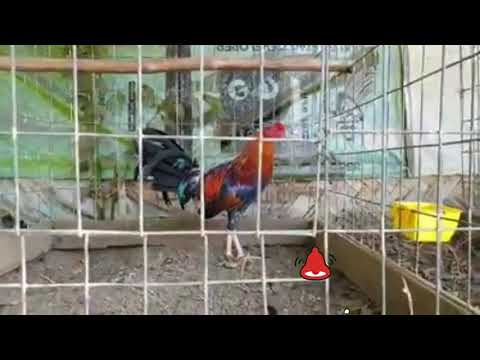 Livestrong Farms by Jeyshi Dimafelix