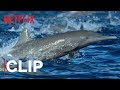 Our Planet | Spinner Dolphins | Clip | Netflix