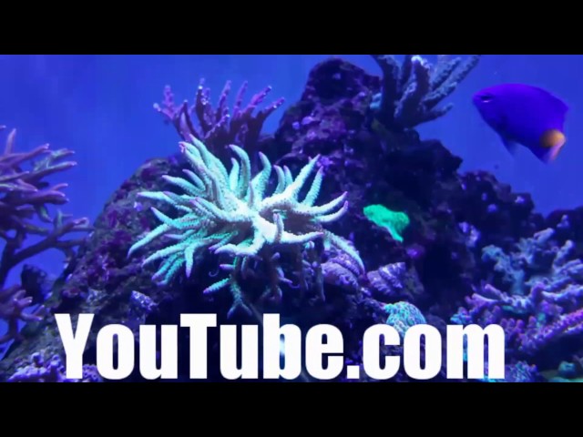 Coral placement, Gluing coral in my saltwater aquarium/reef tank