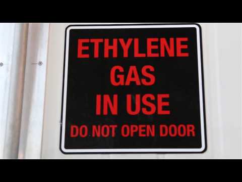 download lagu mp3 mp4 Avocado Ripening Rooms, download lagu Avocado Ripening Rooms gratis, unduh video klip Avocado Ripening Rooms