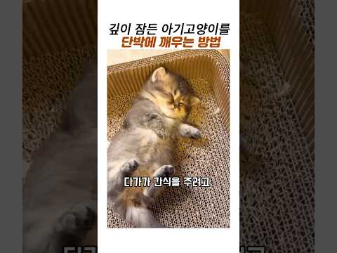 잠든 아기고양이를 단박에 깨우는방법#귀여운 아깽이#스코티시폴드