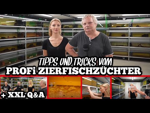 Profi ZIERFISCHZÜCHTER verrät Tipps & Tricks zur Zucht  | XXL Q&A