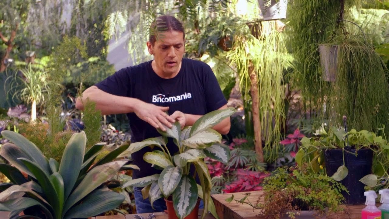 ¿Cómo se reviven las plantas de tomate después de las heladas? VALETRY