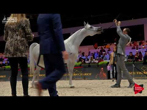 : N.46 GALERIDA - Paris 2017 - Senior Mares (Class CM3A)