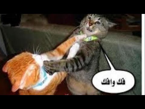 The suffocation of the Damietta cat with a Persian cat | Chris Fanny😽 خناقه القط الدمياطي مع شيرازي
