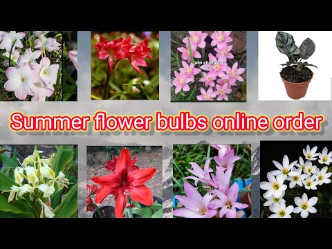 Summer flower bulbs online buy from Deepak Kumar #flowers #gardening