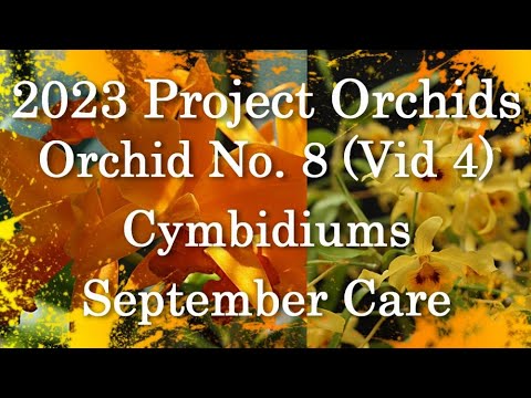 2023 Project Orchids - Cymbidiums - Vid 4