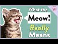 Cats Meowing Why They Meow What It REALLY Means