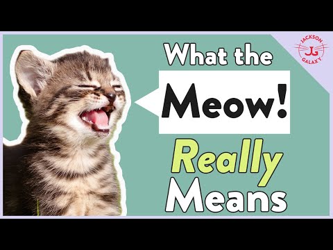 YouTube video about: Why does my cat meow after eating?