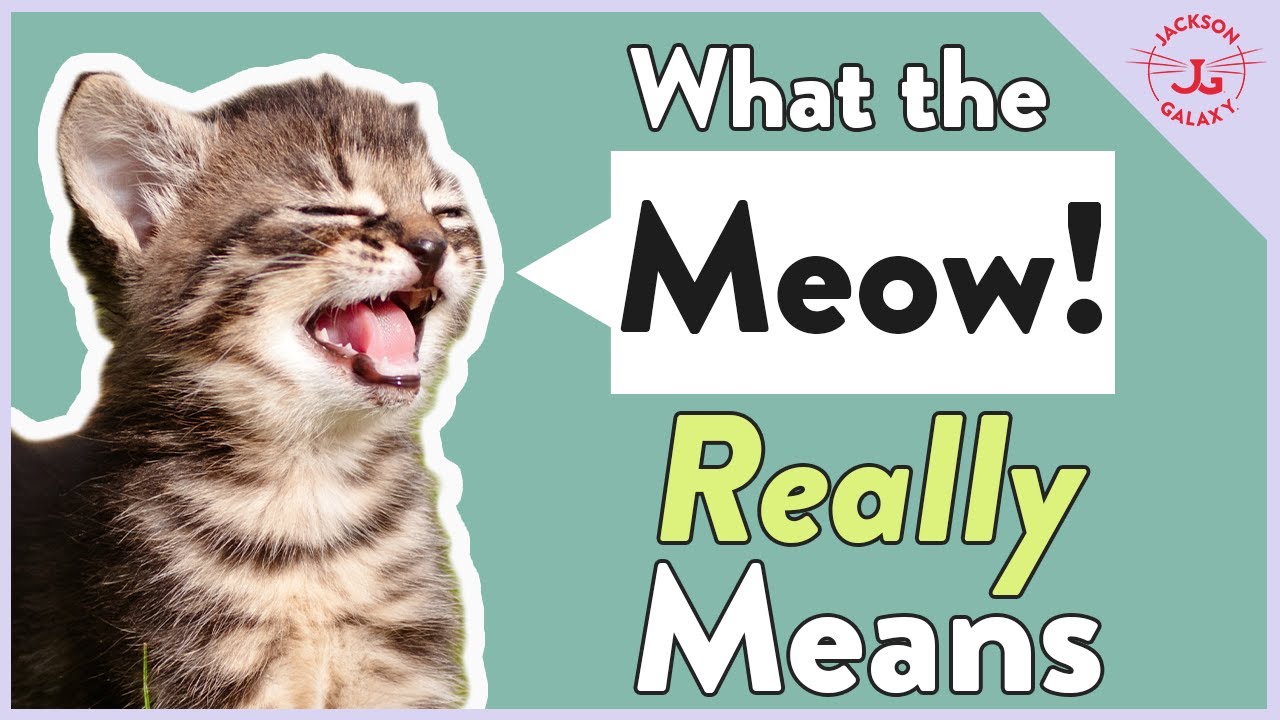 What does it mean when a cat meows in a low tone? Ask Similar