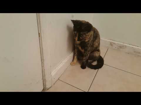 How to make your cat throw up if she eats a string (deadly) part 1of 2